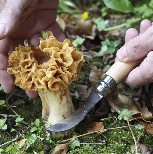 Opinel - Coffret Couteau Champignon manche en chêne + étui outdoor L